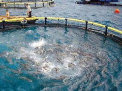 《關于加強海水養殖污染生態環境監管的意見（征求意見稿）