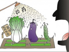 韭菜農藥殘留超標如何破解