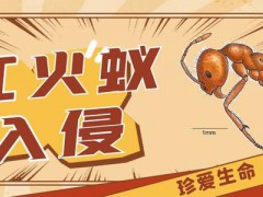 紅火蟻已入侵12省！